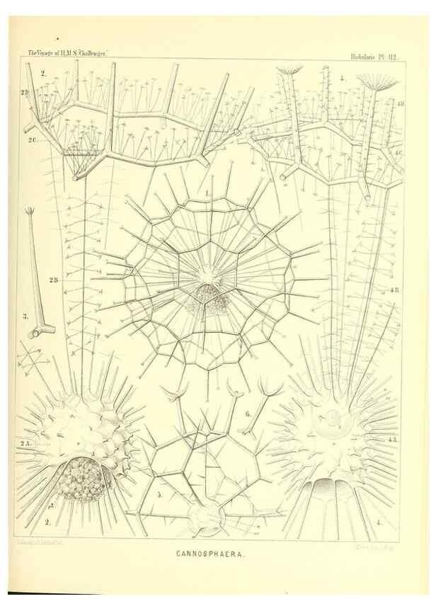 Reproducción/Reproduction 36261569044: Report on the scientific results of the voyage of H.M.S. Challenger during the years 1873-76 under the command of Captain George S. Nares .... Edinburgh :Neill,1880-1895.