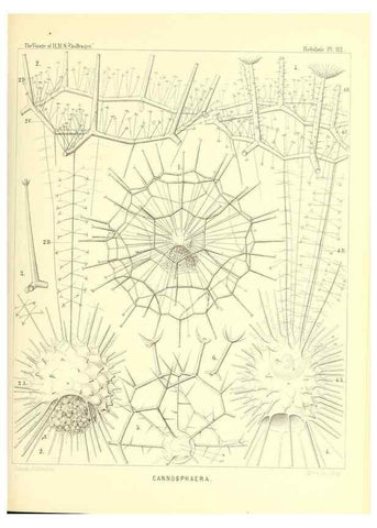 Reproducción/Reproduction 36261569044: Report on the scientific results of the voyage of H.M.S. Challenger during the years 1873-76 under the command of Captain George S. Nares .... Edinburgh :Neill,1880-1895.