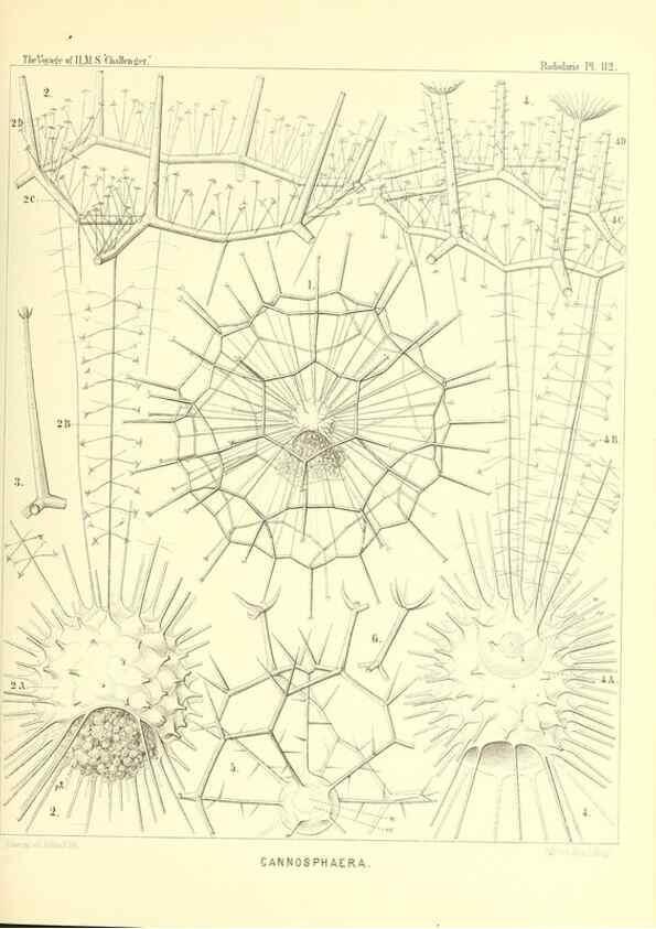 Reproducción/Reproduction 36261569044: Report on the scientific results of the voyage of H.M.S. Challenger during the years 1873-76 under the command of Captain George S. Nares .... Edinburgh :Neill,1880-1895.