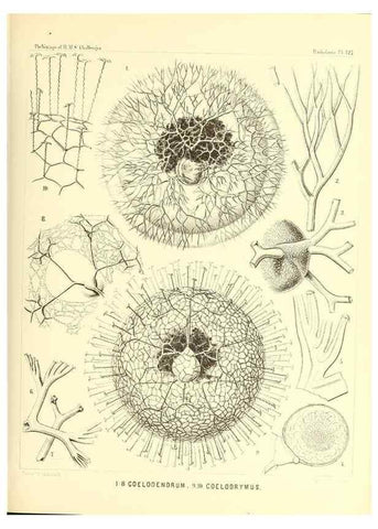 Reproducción/Reproduction 36261584794: Report on the scientific results of the voyage of H.M.S. Challenger during the years 1873-76 under the command of Captain George S. Nares .... Edinburgh :Neill,1880-1895.
