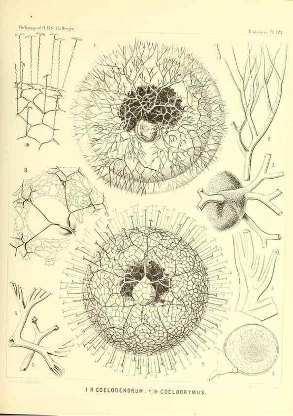 Reproducción/Reproduction 36261584794: Report on the scientific results of the voyage of H.M.S. Challenger during the years 1873-76 under the command of Captain George S. Nares .... Edinburgh :Neill,1880-1895.