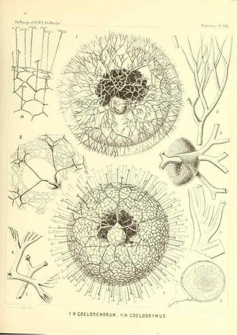 Reproducción/Reproduction 36261584794: Report on the scientific results of the voyage of H.M.S. Challenger during the years 1873-76 under the command of Captain George S. Nares .... Edinburgh :Neill,1880-1895.