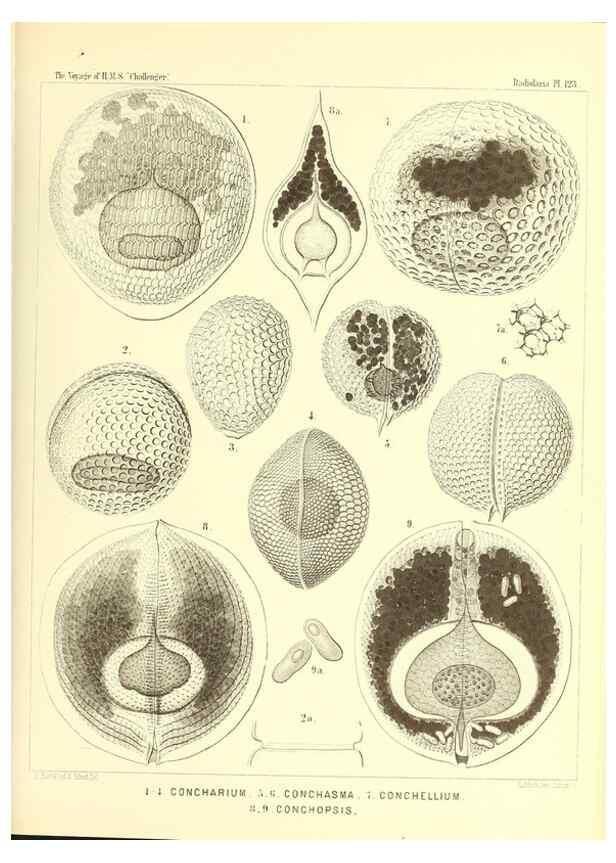 Reproducción/Reproduction 37096691195: Report on the scientific results of the voyage of H.M.S. Challenger during the years 1873-76 under the command of Captain George S. Nares .... Edinburgh :Neill,1880-1895.
