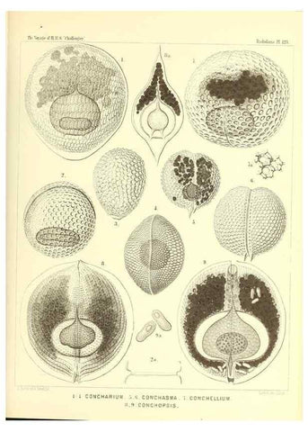 Reproducción/Reproduction 37096691195: Report on the scientific results of the voyage of H.M.S. Challenger during the years 1873-76 under the command of Captain George S. Nares .... Edinburgh :Neill,1880-1895.
