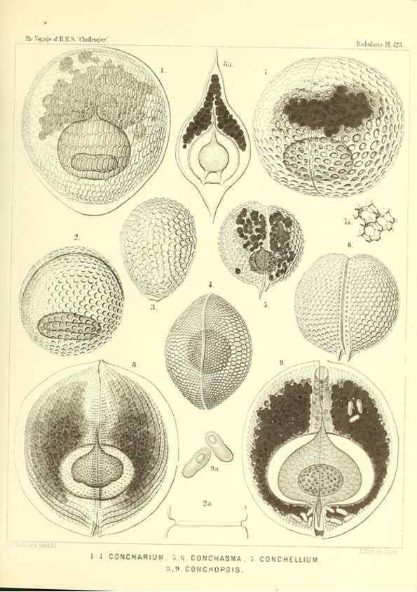 Reproducción/Reproduction 37096691195: Report on the scientific results of the voyage of H.M.S. Challenger during the years 1873-76 under the command of Captain George S. Nares .... Edinburgh :Neill,1880-1895.