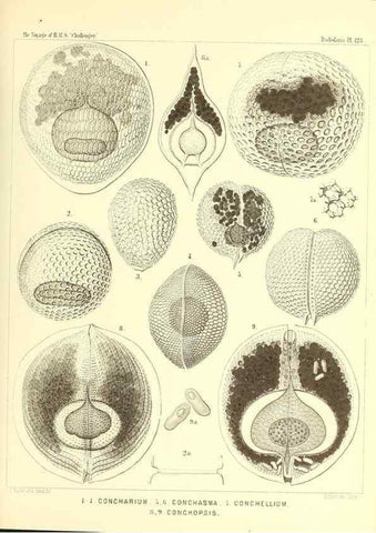 Reproducción/Reproduction 37096691195: Report on the scientific results of the voyage of H.M.S. Challenger during the years 1873-76 under the command of Captain George S. Nares .... Edinburgh :Neill,1880-1895.