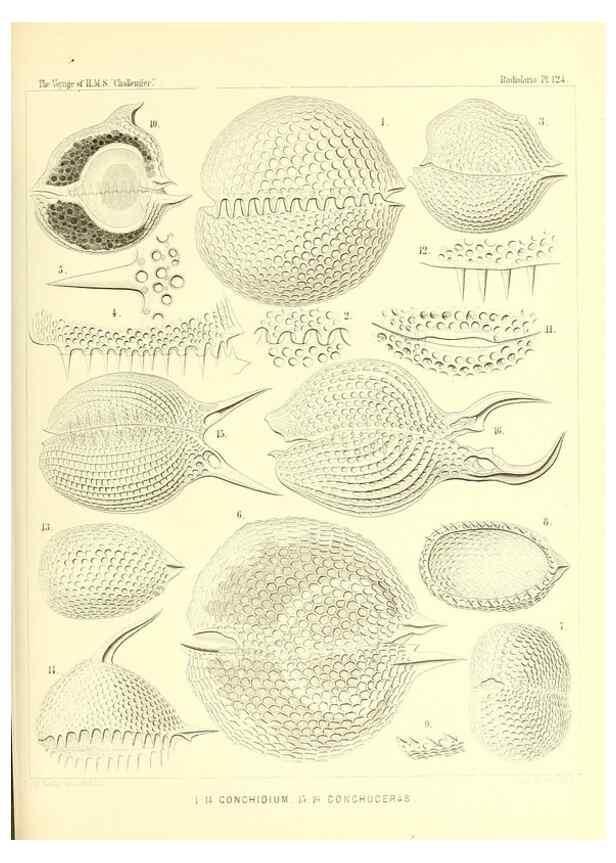 Reproducción/Reproduction 37096692385: Report on the scientific results of the voyage of H.M.S. Challenger during the years 1873-76 under the command of Captain George S. Nares .... Edinburgh :Neill,1880-1895.