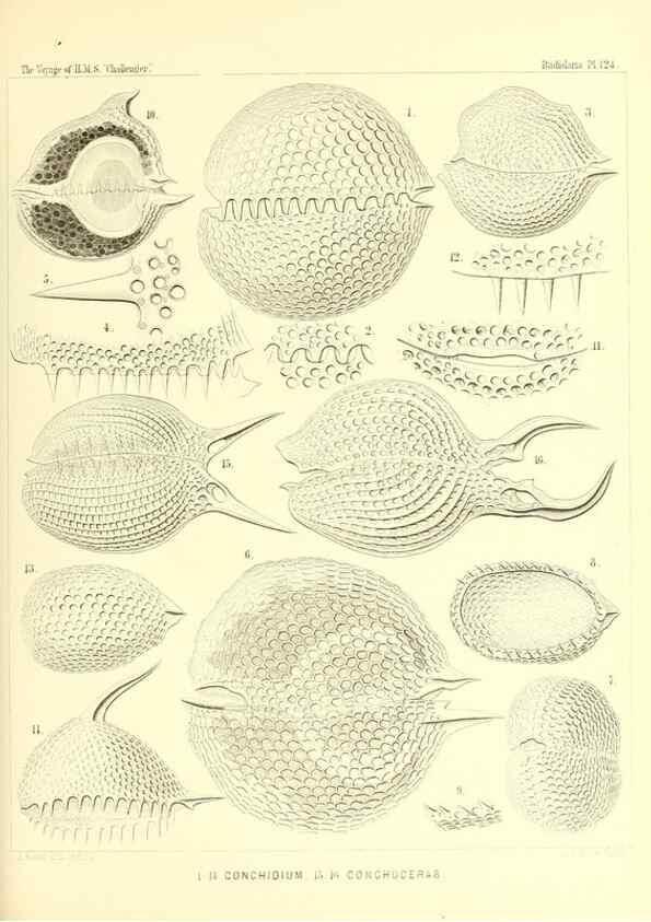 Reproducción/Reproduction 37096692385: Report on the scientific results of the voyage of H.M.S. Challenger during the years 1873-76 under the command of Captain George S. Nares .... Edinburgh :Neill,1880-1895.