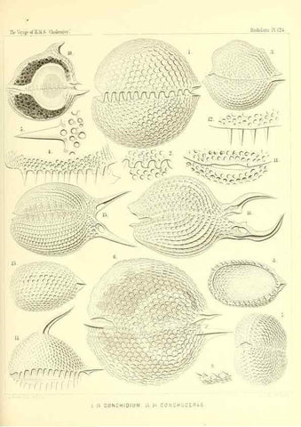 Reproducción/Reproduction 37096692385: Report on the scientific results of the voyage of H.M.S. Challenger during the years 1873-76 under the command of Captain George S. Nares .... Edinburgh :Neill,1880-1895.