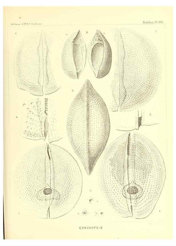 Reproducción/Reproduction 37096693735: Report on the scientific results of the voyage of H.M.S. Challenger during the years 1873-76 under the command of Captain George S. Nares .... Edinburgh :Neill,1880-1895.