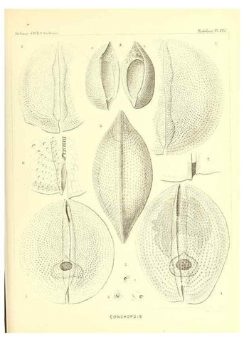 Reproducción/Reproduction 37096693735: Report on the scientific results of the voyage of H.M.S. Challenger during the years 1873-76 under the command of Captain George S. Nares .... Edinburgh :Neill,1880-1895.