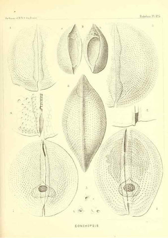 Reproducción/Reproduction 37096693735: Report on the scientific results of the voyage of H.M.S. Challenger during the years 1873-76 under the command of Captain George S. Nares .... Edinburgh :Neill,1880-1895.