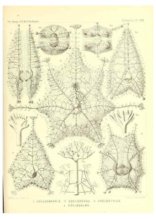 Reproducción/Reproduction 37096695205: Report on the scientific results of the voyage of H.M.S. Challenger during the years 1873-76 under the command of Captain George S. Nares .... Edinburgh :Neill,1880-1895.
