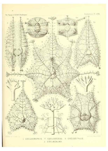 Reproducción/Reproduction 37096695205: Report on the scientific results of the voyage of H.M.S. Challenger during the years 1873-76 under the command of Captain George S. Nares .... Edinburgh :Neill,1880-1895.