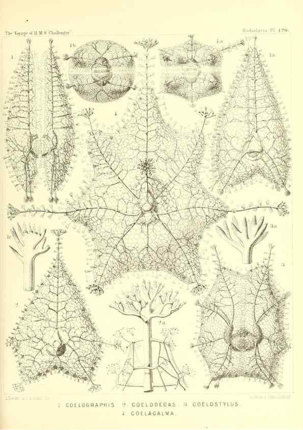 Reproducción/Reproduction 37096695205: Report on the scientific results of the voyage of H.M.S. Challenger during the years 1873-76 under the command of Captain George S. Nares .... Edinburgh :Neill,1880-1895.