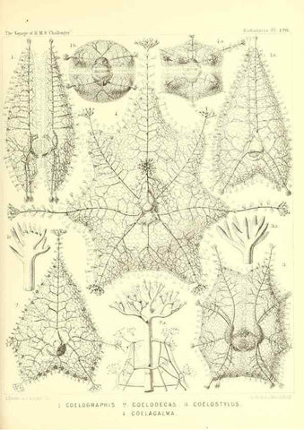 Reproducción/Reproduction 37096695205: Report on the scientific results of the voyage of H.M.S. Challenger during the years 1873-76 under the command of Captain George S. Nares .... Edinburgh :Neill,1880-1895.