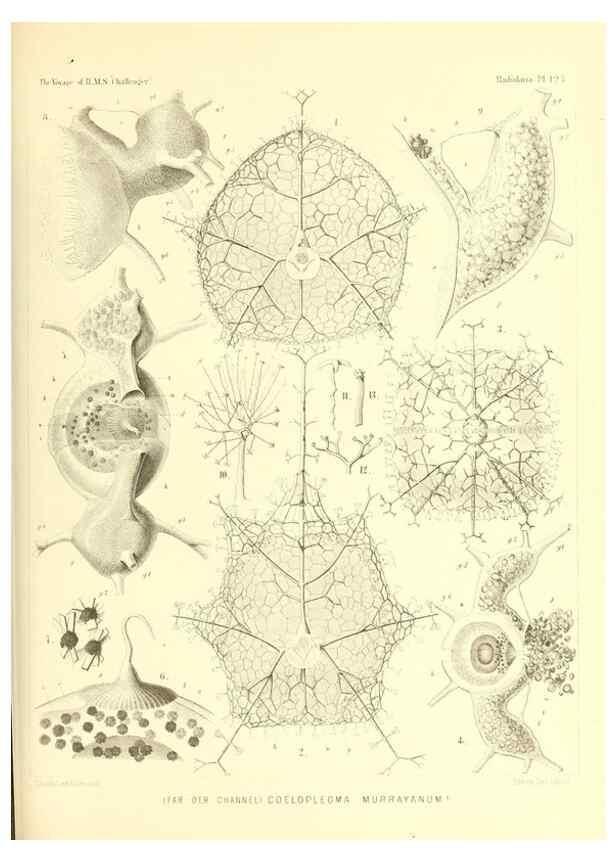 Reproducción/Reproduction 37096696485: Report on the scientific results of the voyage of H.M.S. Challenger during the years 1873-76 under the command of Captain George S. Nares .... Edinburgh :Neill,1880-1895.