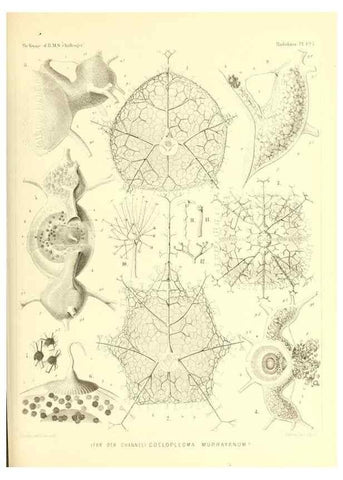 Reproducción/Reproduction 37096696485: Report on the scientific results of the voyage of H.M.S. Challenger during the years 1873-76 under the command of Captain George S. Nares .... Edinburgh :Neill,1880-1895.