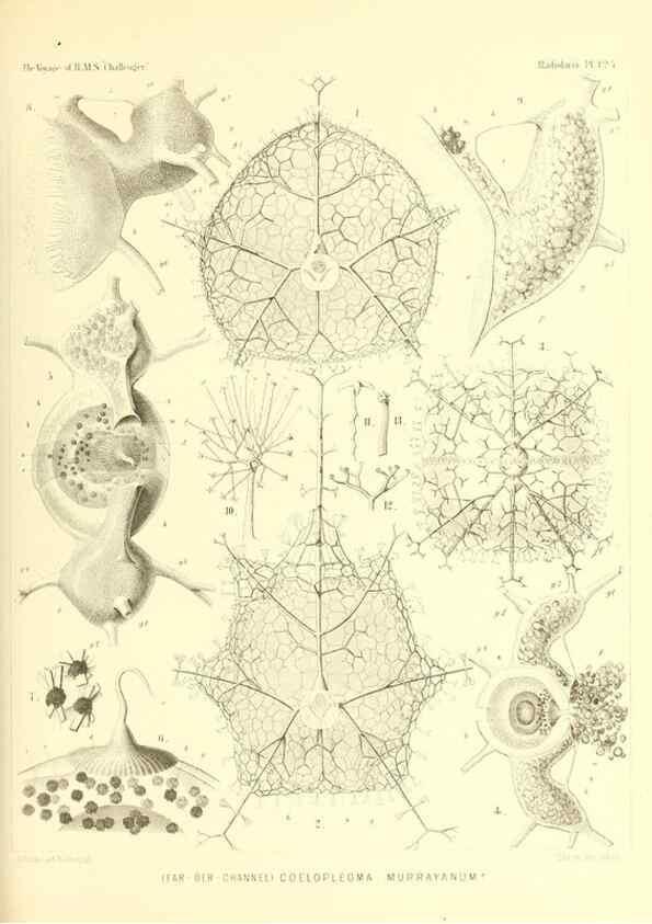 Reproducción/Reproduction 37096696485: Report on the scientific results of the voyage of H.M.S. Challenger during the years 1873-76 under the command of Captain George S. Nares .... Edinburgh :Neill,1880-1895.
