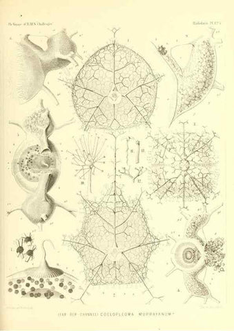 Reproducción/Reproduction 37096696485: Report on the scientific results of the voyage of H.M.S. Challenger during the years 1873-76 under the command of Captain George S. Nares .... Edinburgh :Neill,1880-1895.
