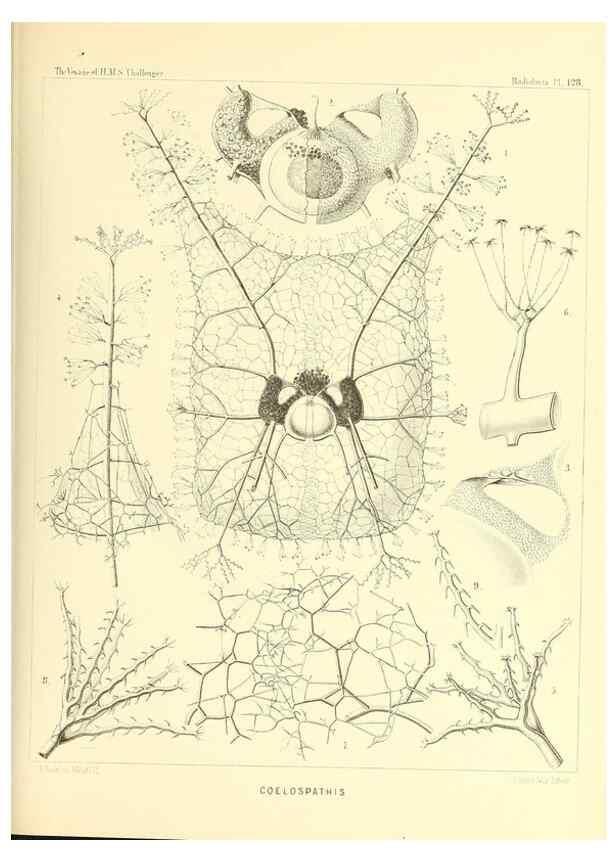 Reproducción/Reproduction 37096697905: Report on the scientific results of the voyage of H.M.S. Challenger during the years 1873-76 under the command of Captain George S. Nares .... Edinburgh :Neill,1880-1895.