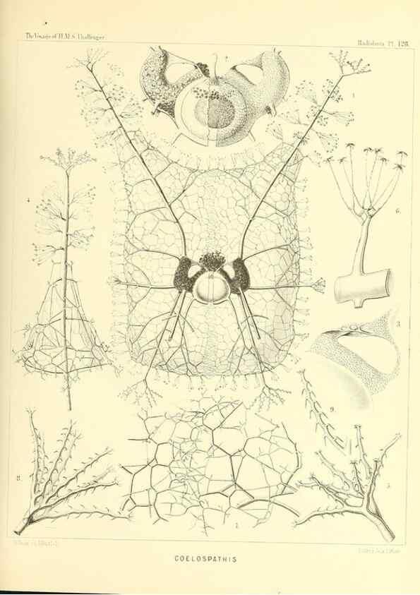 Reproducción/Reproduction 37096697905: Report on the scientific results of the voyage of H.M.S. Challenger during the years 1873-76 under the command of Captain George S. Nares .... Edinburgh :Neill,1880-1895.