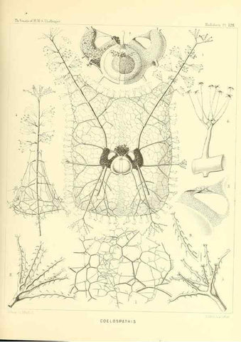Reproducción/Reproduction 37096697905: Report on the scientific results of the voyage of H.M.S. Challenger during the years 1873-76 under the command of Captain George S. Nares .... Edinburgh :Neill,1880-1895.