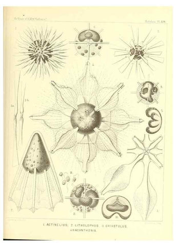 Reproducción/Reproduction 37096699225: Report on the scientific results of the voyage of H.M.S. Challenger during the years 1873-76 under the command of Captain George S. Nares .... Edinburgh :Neill,1880-1895.