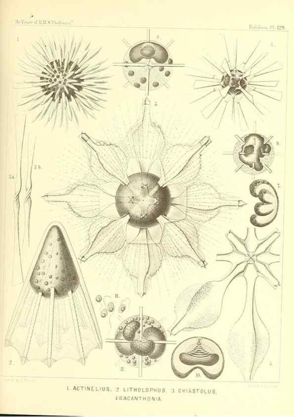 Reproducción/Reproduction 37096699225: Report on the scientific results of the voyage of H.M.S. Challenger during the years 1873-76 under the command of Captain George S. Nares .... Edinburgh :Neill,1880-1895.