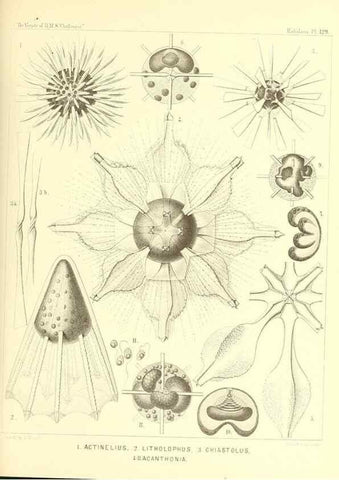 Reproducción/Reproduction 37096699225: Report on the scientific results of the voyage of H.M.S. Challenger during the years 1873-76 under the command of Captain George S. Nares .... Edinburgh :Neill,1880-1895.