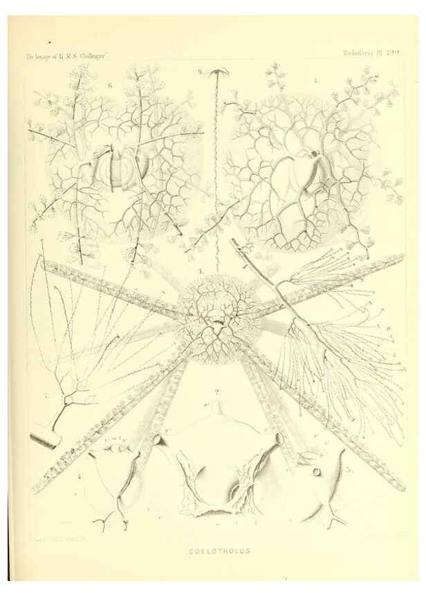 Reproducción/Reproduction 37096690435: Report on the scientific results of the voyage of H.M.S. Challenger during the years 1873-76 under the command of Captain George S. Nares .... Edinburgh :Neill,1880-1895.