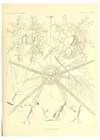 Reproducción/Reproduction 37096690435: Report on the scientific results of the voyage of H.M.S. Challenger during the years 1873-76 under the command of Captain George S. Nares .... Edinburgh :Neill,1880-1895.