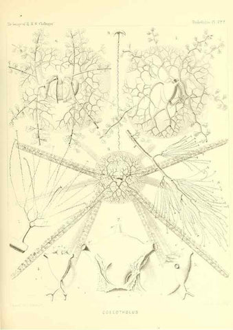 Reproducción/Reproduction 37096690435: Report on the scientific results of the voyage of H.M.S. Challenger during the years 1873-76 under the command of Captain George S. Nares .... Edinburgh :Neill,1880-1895.