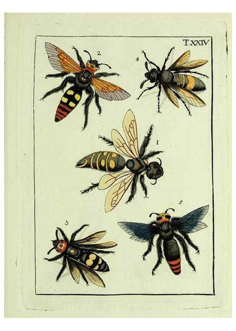 Reproducción/Reproduction 37570404296: Naturgeschichte, Klassification und Nomenclatur der Insekten vom Bienen, Wespen und Ameisengeschlecht :. Frankfurt am Main :in der Hermannischen Buchhandlung,1791.. 
