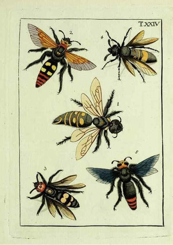 Reproducción/Reproduction 37570404296: Naturgeschichte, Klassification und Nomenclatur der Insekten vom Bienen, Wespen und Ameisengeschlecht :. Frankfurt am Main :in der Hermannischen Buchhandlung,1791.. 