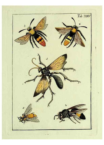 Reproducción/Reproduction 37570406256: Naturgeschichte, Klassification und Nomenclatur der Insekten vom Bienen, Wespen und Ameisengeschlecht :. Frankfurt am Main :in der Hermannischen Buchhandlung,1791.. 