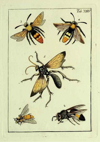 Reproducción/Reproduction 37570406256: Naturgeschichte, Klassification und Nomenclatur der Insekten vom Bienen, Wespen und Ameisengeschlecht :. Frankfurt am Main :in der Hermannischen Buchhandlung,1791.. 