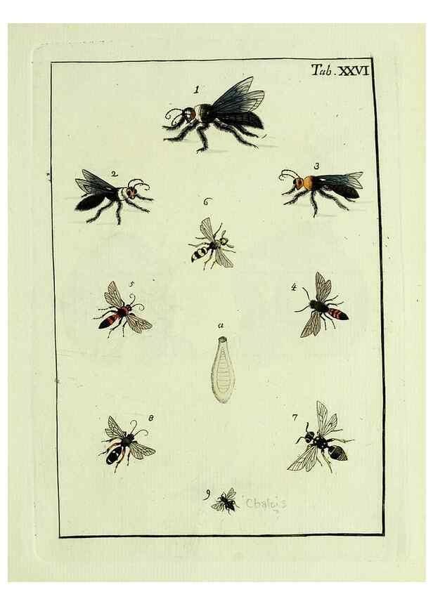 Reproducción/Reproduction 37570408366: Naturgeschichte, Klassification und Nomenclatur der Insekten vom Bienen, Wespen und Ameisengeschlecht :. Frankfurt am Main :in der Hermannischen Buchhandlung,1791.. 
