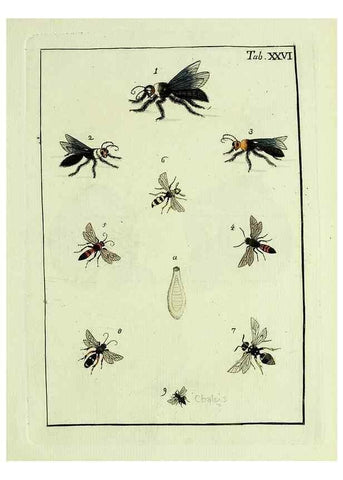 Reproducción/Reproduction 37570408366: Naturgeschichte, Klassification und Nomenclatur der Insekten vom Bienen, Wespen und Ameisengeschlecht :. Frankfurt am Main :in der Hermannischen Buchhandlung,1791.. 