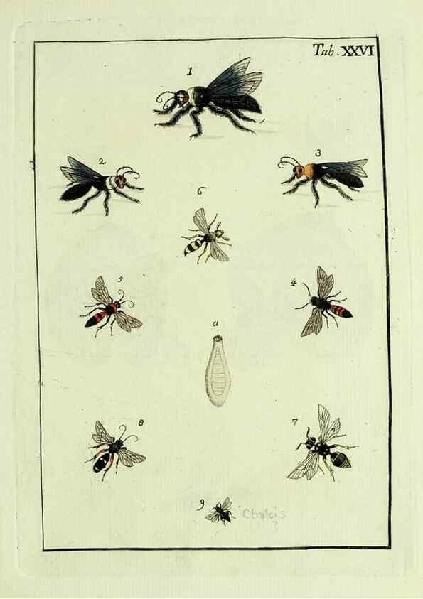 Reproducción/Reproduction 37570408366: Naturgeschichte, Klassification und Nomenclatur der Insekten vom Bienen, Wespen und Ameisengeschlecht :. Frankfurt am Main :in der Hermannischen Buchhandlung,1791.. 