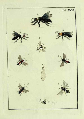Reproducción/Reproduction 37570408366: Naturgeschichte, Klassification und Nomenclatur der Insekten vom Bienen, Wespen und Ameisengeschlecht :. Frankfurt am Main :in der Hermannischen Buchhandlung,1791.. 