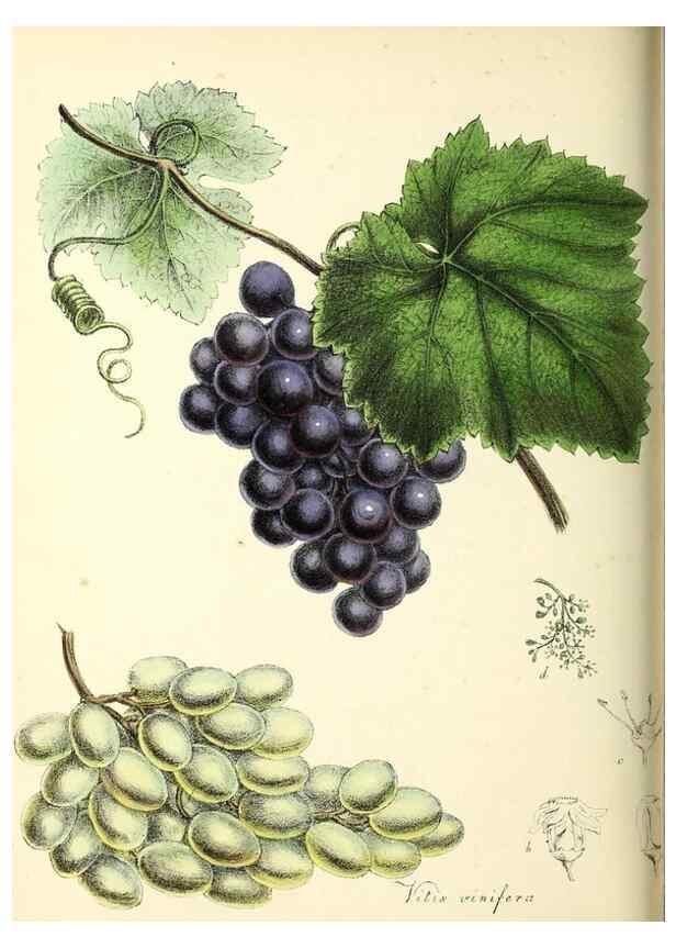 Reproducción/Reproduction 37260451184: Plantæ utiliores :. London :Whittaker & Co.,1842-1850.. 