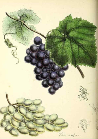 Reproducción/Reproduction 37260451184: Plantæ utiliores :. London :Whittaker & Co.,1842-1850.. 