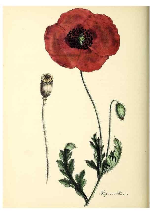 Reproducción/Reproduction 37260452724: Plantæ utiliores :. London :Whittaker & Co.,1842-1850.. 