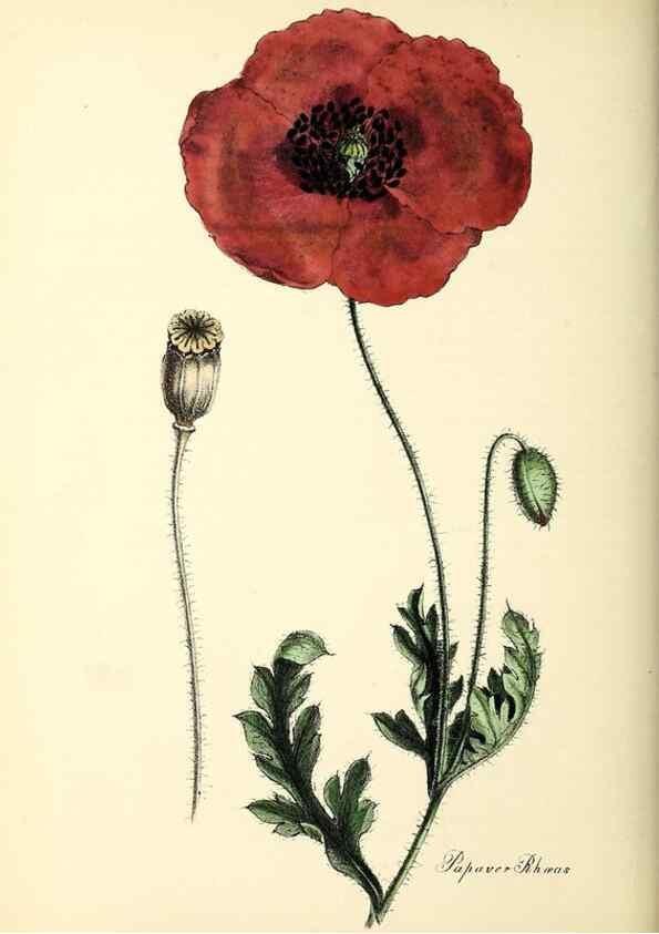 Reproducción/Reproduction 37260452724: Plantæ utiliores :. London :Whittaker & Co.,1842-1850.. 
