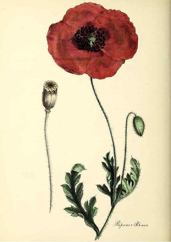 Reproducción/Reproduction 37260452724: Plantæ utiliores :. London :Whittaker & Co.,1842-1850.. 