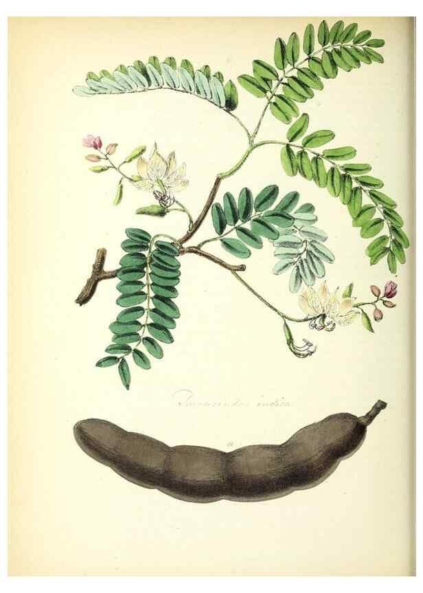 Reproducción/Reproduction 37916798326: Plantæ utiliores :. London :Whittaker & Co.,1842-1850.. 