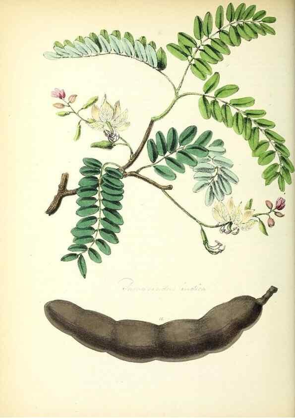 Reproducción/Reproduction 37916798326: Plantæ utiliores :. London :Whittaker & Co.,1842-1850.. 