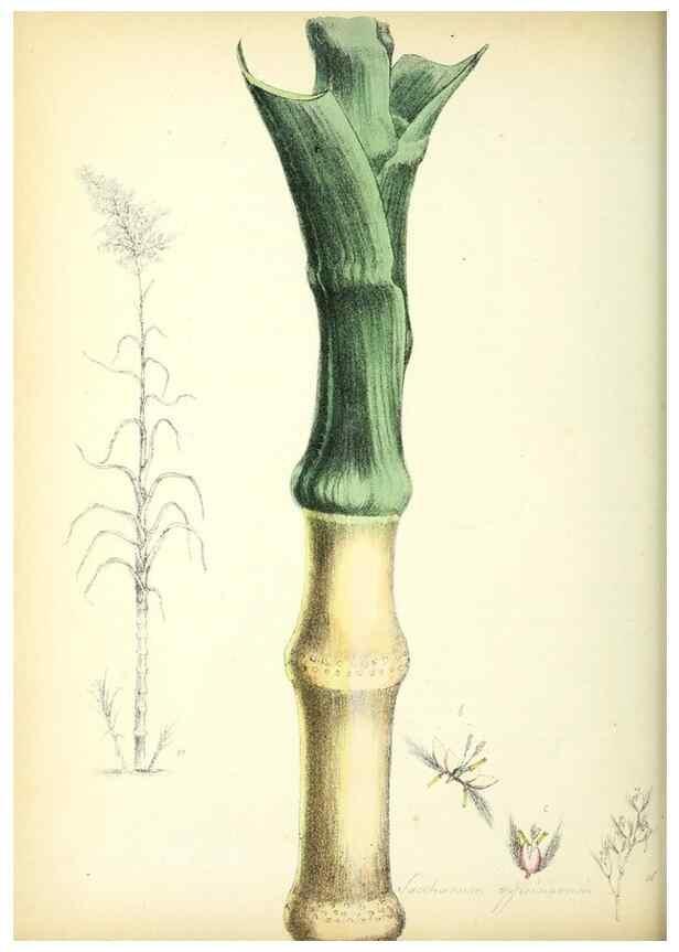 Reproducción/Reproduction 24119122718: Plantæ utiliores :. London :Whittaker & Co.,1842-1850.. 