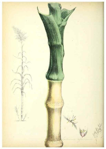 Reproducción/Reproduction 24119122718: Plantæ utiliores :. London :Whittaker & Co.,1842-1850.. 
